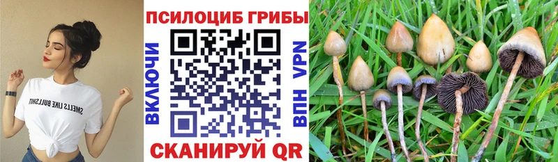 Галлюциногенные грибы Psilocybine cubensis  Купить  Кемь 